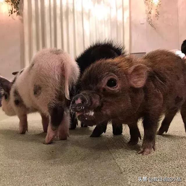 日本咖啡馆小猪馆 (日本首家小猪咖啡店受欢迎)