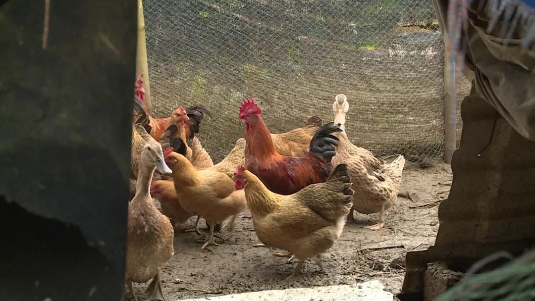 【阳朔人阳朔事】村里的“大个子”书记，乡亲们的好“亲戚”