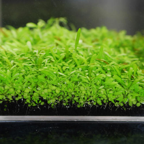 水草种子是海藻么,水草种子都是假的吗