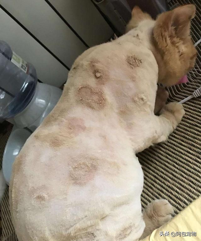 猫癣的症状,什么是猫癣怎么治