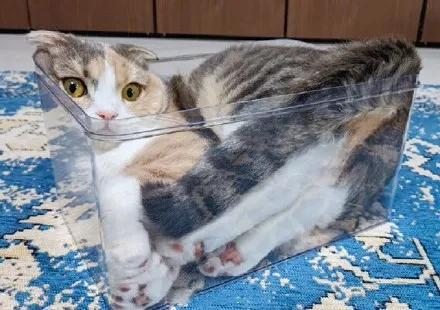 吸一口就爽到!让900万猫奴直呼过瘾的文创店,我真的服了