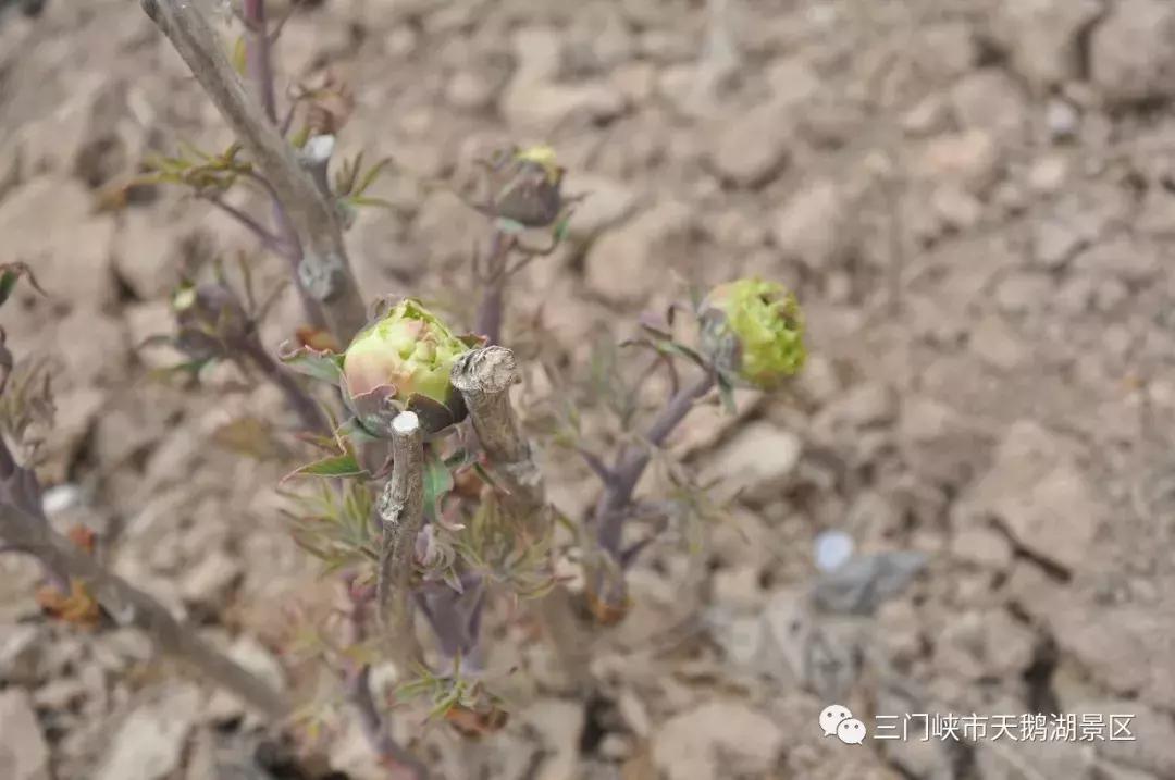 三门峡牡丹苑景区,三门峡牡丹苑的视频