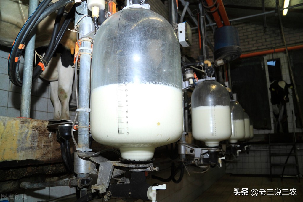 山西大哥养30头牛,山西大哥养牛