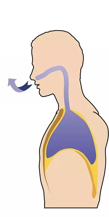 呼吸过程是怎么样的?今天带你搭乘氧气客车,一起去“肺里”逛逛