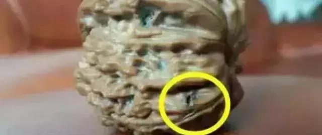 手串有白色小虫子,手串长虫子是什么原理