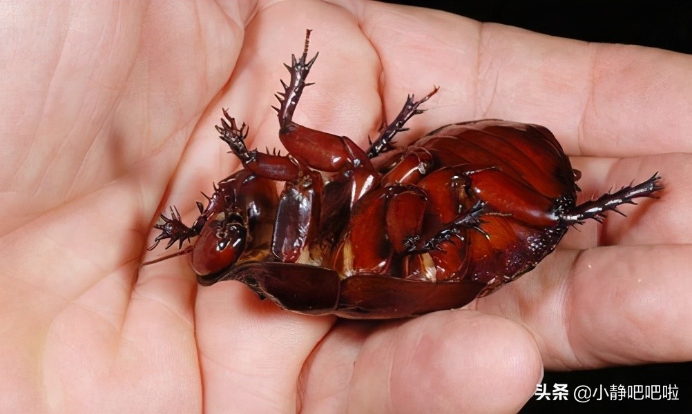 你不知道的国家冷知识马来西亚,马来西亚你所不知道的国家冷知识