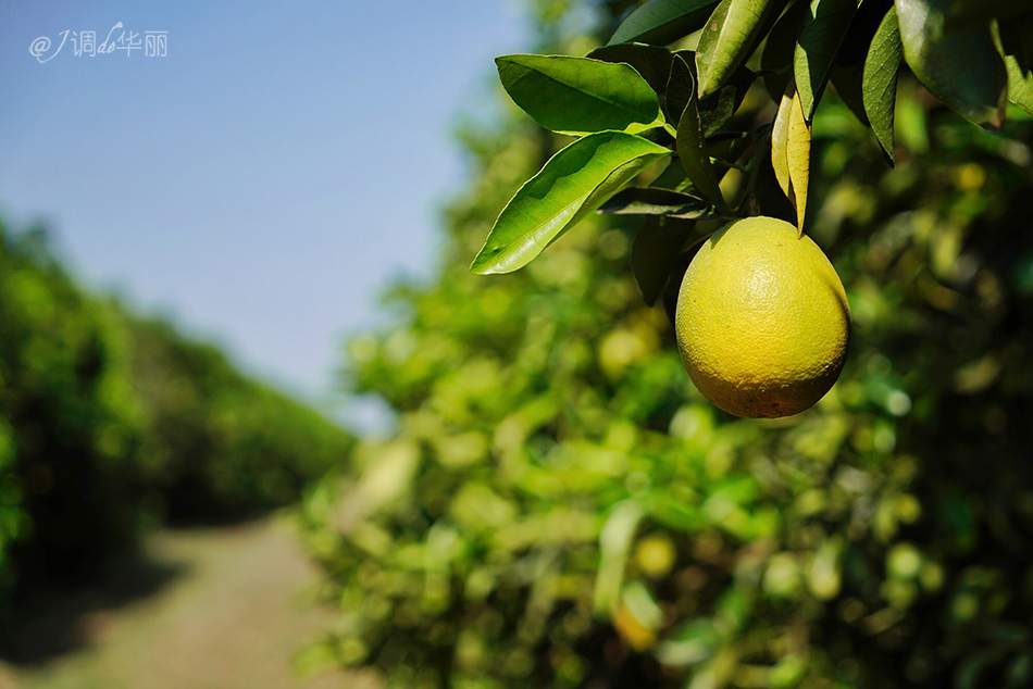 巴西像内马尔的人,巴西像