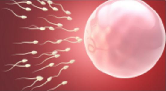 你了解受孕的过程吗,你知道精子怎么组成的吗