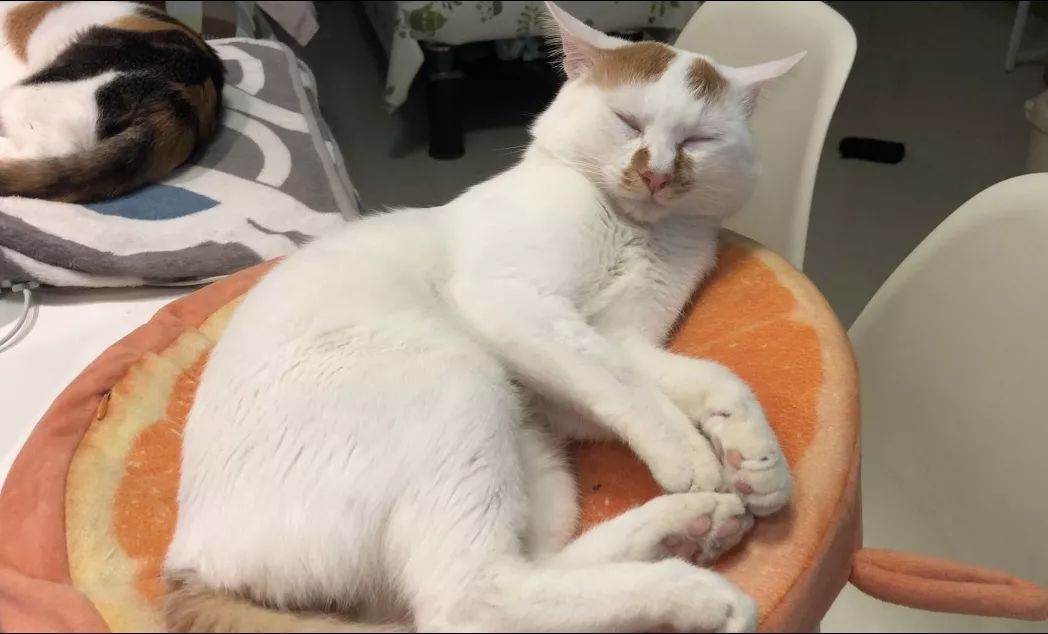 关于EGC身为铲屎官的你知多少?各种皮肤病都可能是EGC!