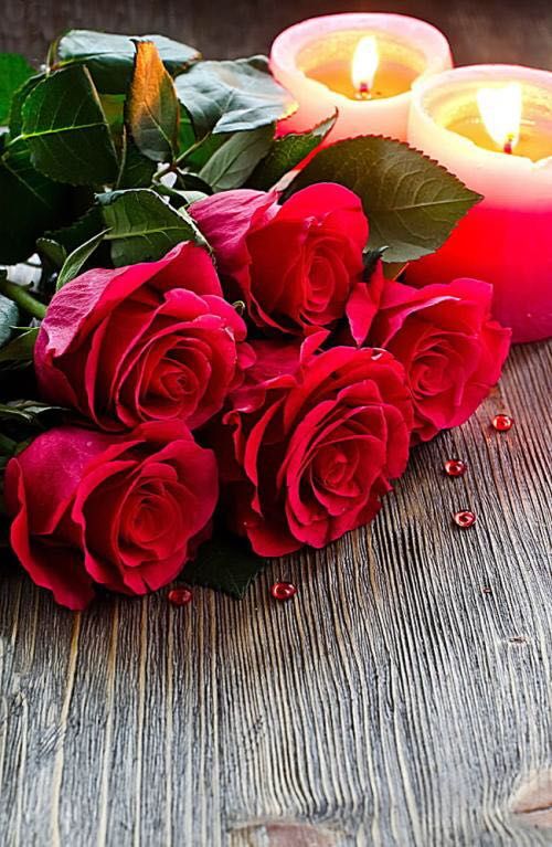 手机壁纸玫瑰花高清图片全屏,三枝玫瑰花一只手手机全屏壁纸