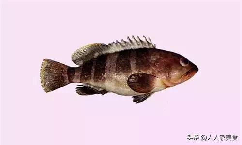 最好的十种石斑鱼,最漂亮的几种石斑鱼