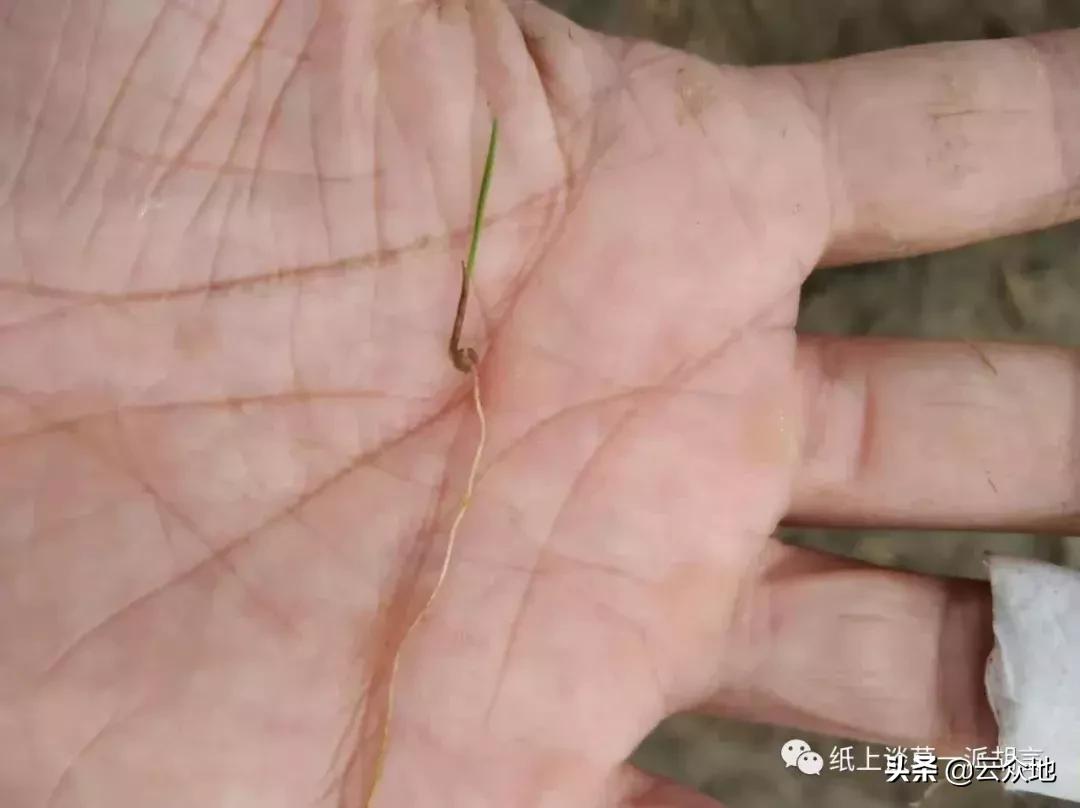 如何防除稗草,抗性稗草与普通稗草区别