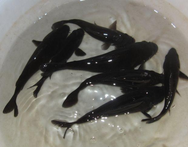 黑鱼和雷龙和金龙鱼哪个适合观赏,攻击性观赏鱼和黑鱼差不多