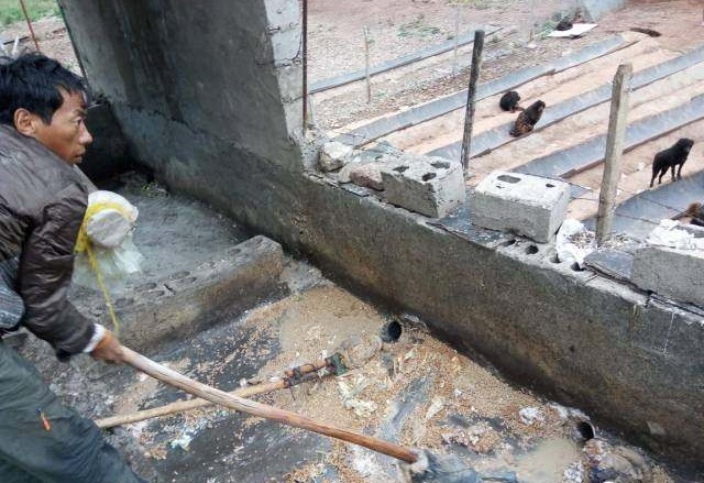 那些年我们养过的狗子,记者揭露藏獒黑幕