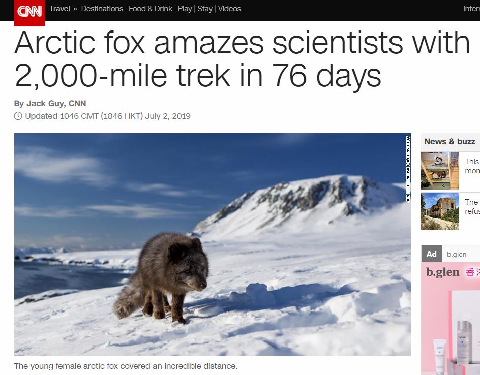 北极狐76天暴走3500公里,一只北极狐的真实生活