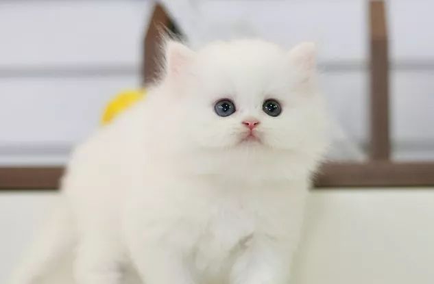 猫咪爱吃玉米吗,猫咪爱吃甜食吗