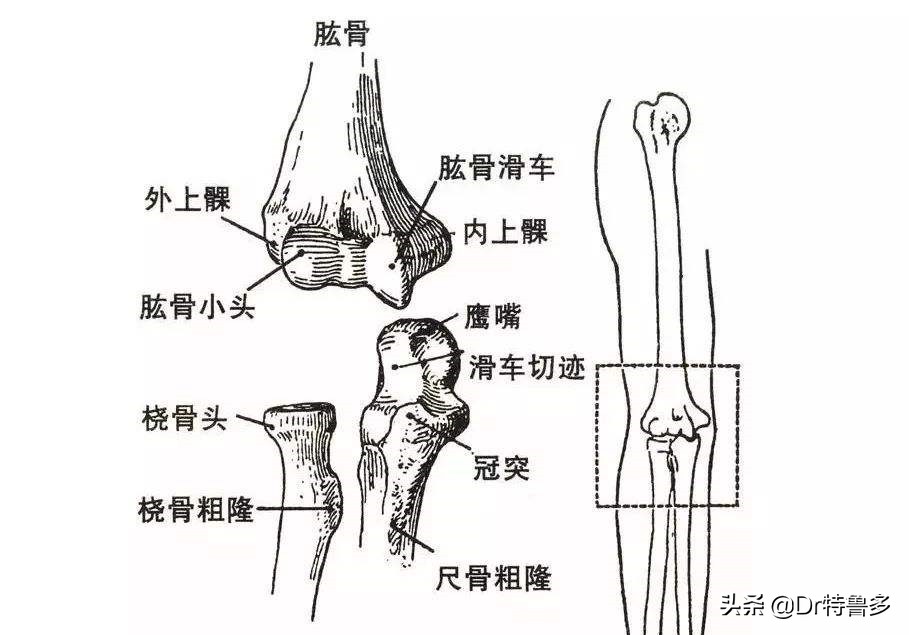 桡骨小头半脱位内旋外旋区别,桡骨小头半脱位复位收费标准
