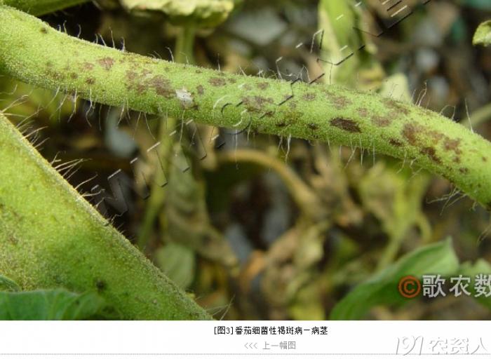 蔬菜细菌病图片大全,破解蔬菜病虫害之谜