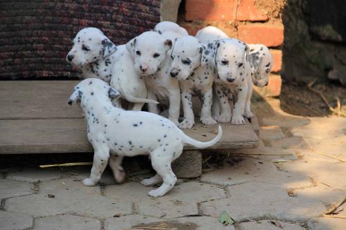 每日一犬,大麦町犬和小麦町犬的区别
