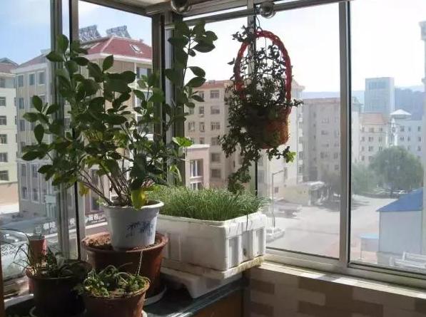 室内养花种菜工具箱,用泡沫箱可以做厨余垃圾堆肥水吗