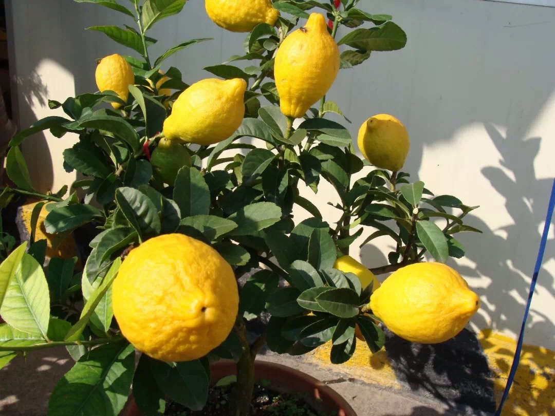 佛手柑面部精油,还在苦恼怎么快速拯救你的黑眼圈