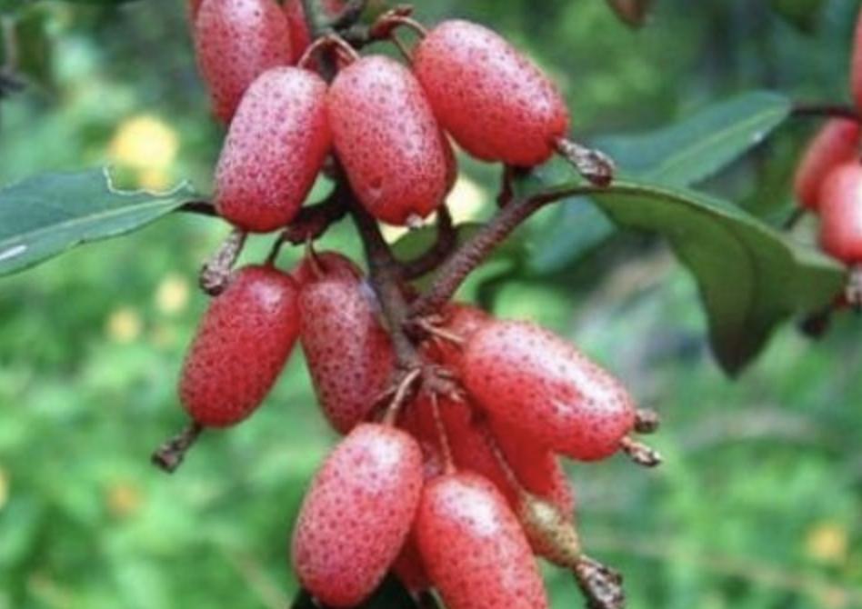 别看1种果子像“枣子”,殊不知珍贵,农地里要是有,要珍惜