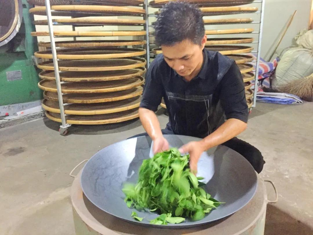 非遗政和白茶技术,非遗乌龙茶制作技艺