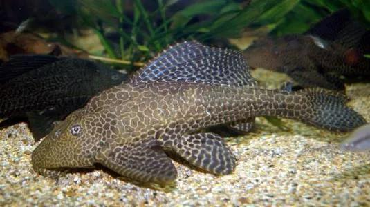 清道夫鱼是垃圾鱼吗,清道夫讨厌什么东西