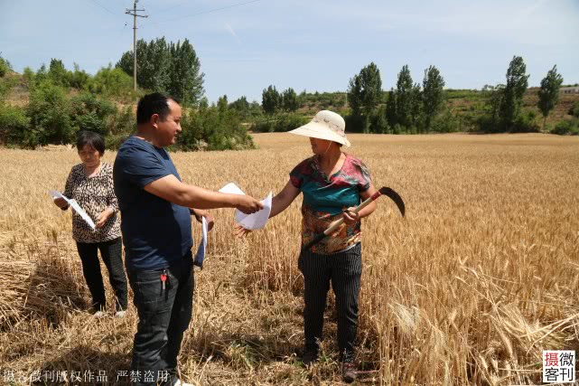大山深处小麦开割，庄稼地里有人送来承诺书，现场签字