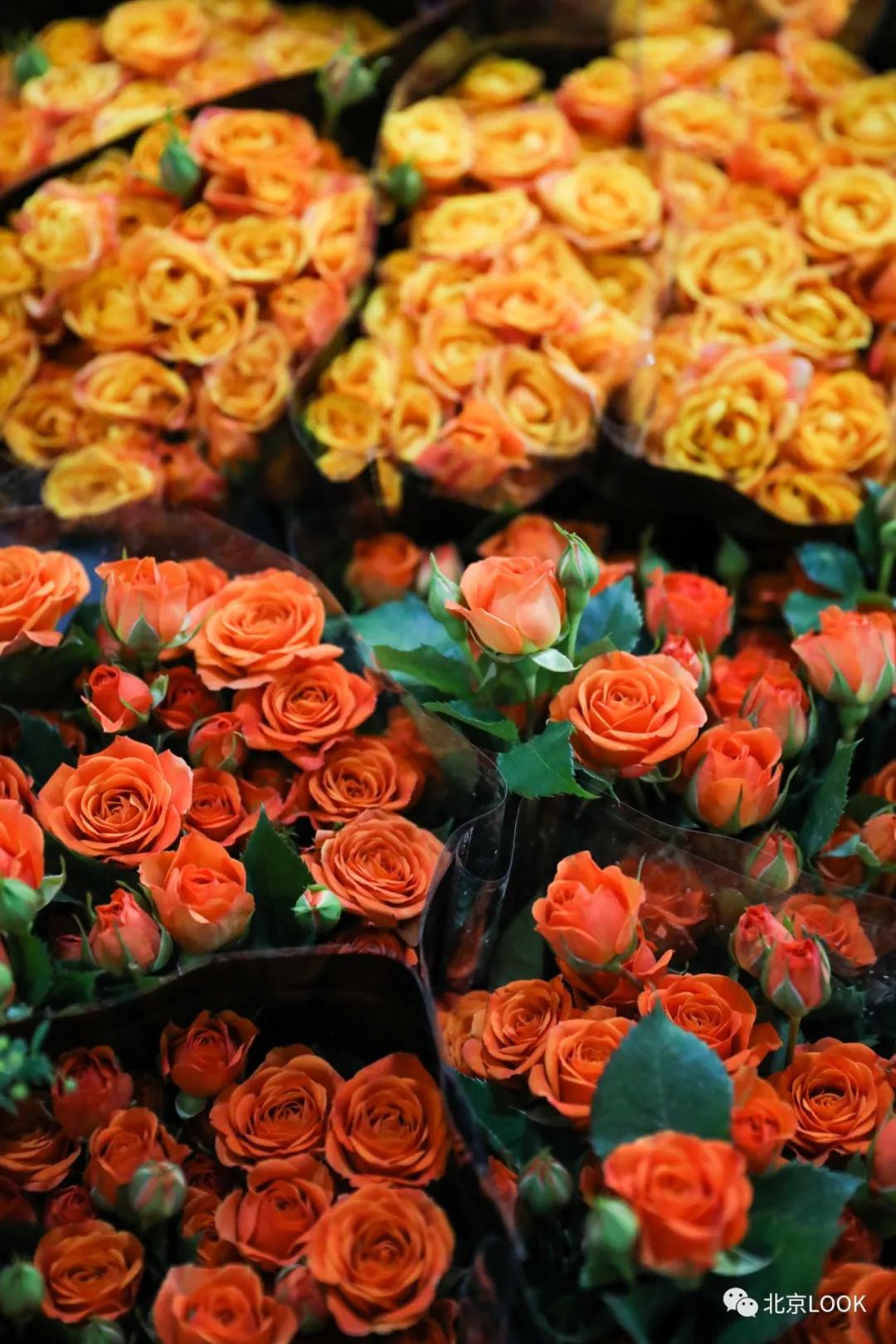 北京最大的露天花卉,北京最大的花卉大观园