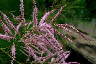 每日一树柽柳,每日一本草泽泻