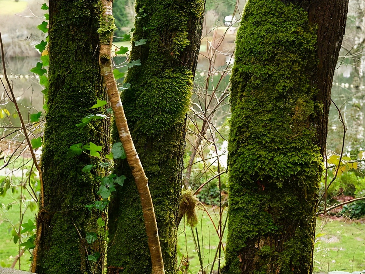 富士中画幅相机gfx100s有什么优点,富士中画幅相机gfx100s