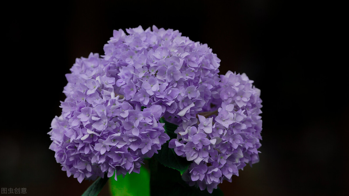 都说它们是“花园三宝”,我却觉得是“花园三坑”,你觉得呢