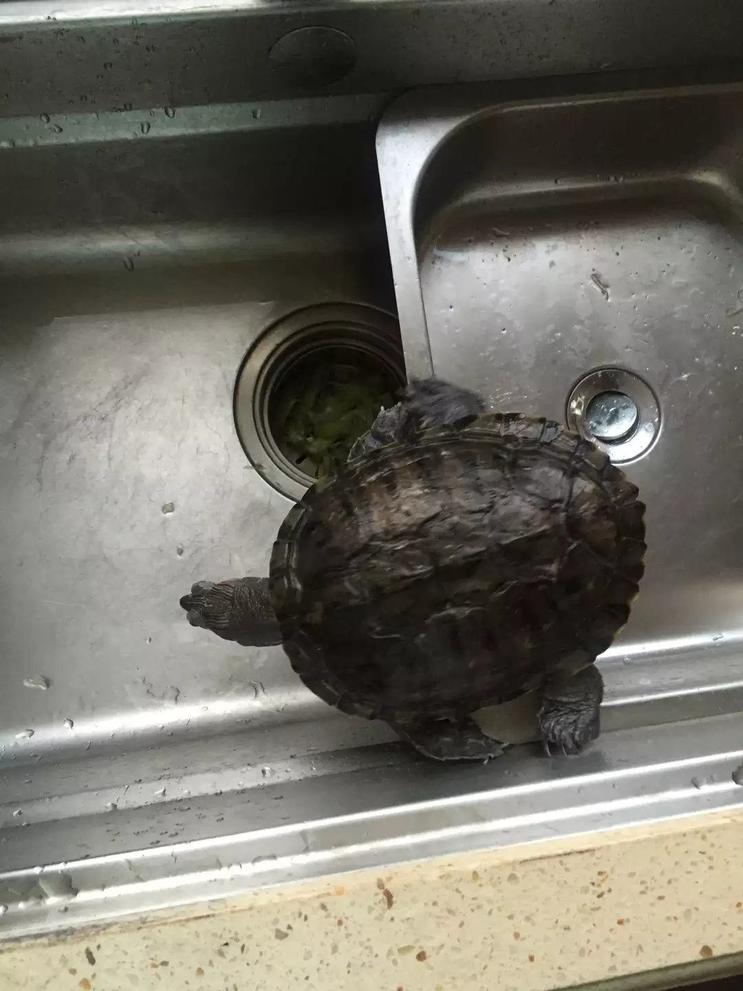 日本老人养一只大乌龟,养12年的大乌龟被找到