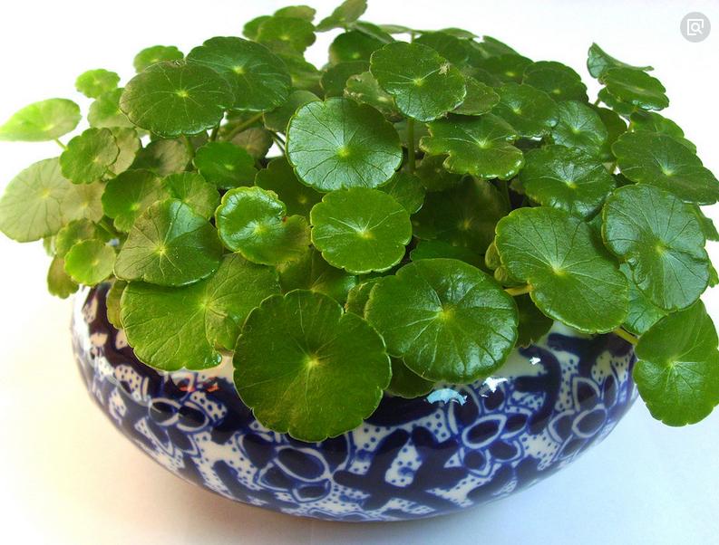 不含盆的水培植物室内懒人养不死,水培金枝玉叶室内绿植懒人盆