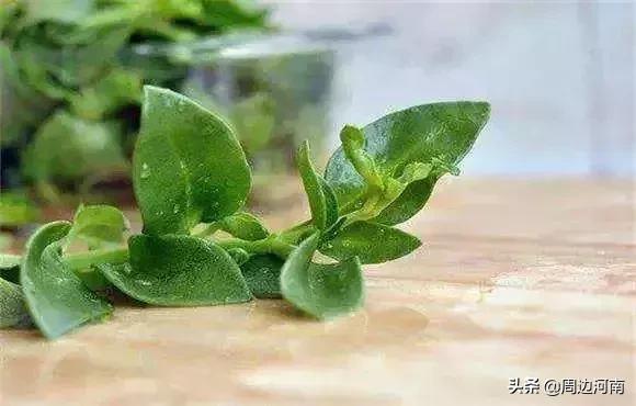 春季野菜大全这些野菜可以吃,春季能吃六种野菜讲解