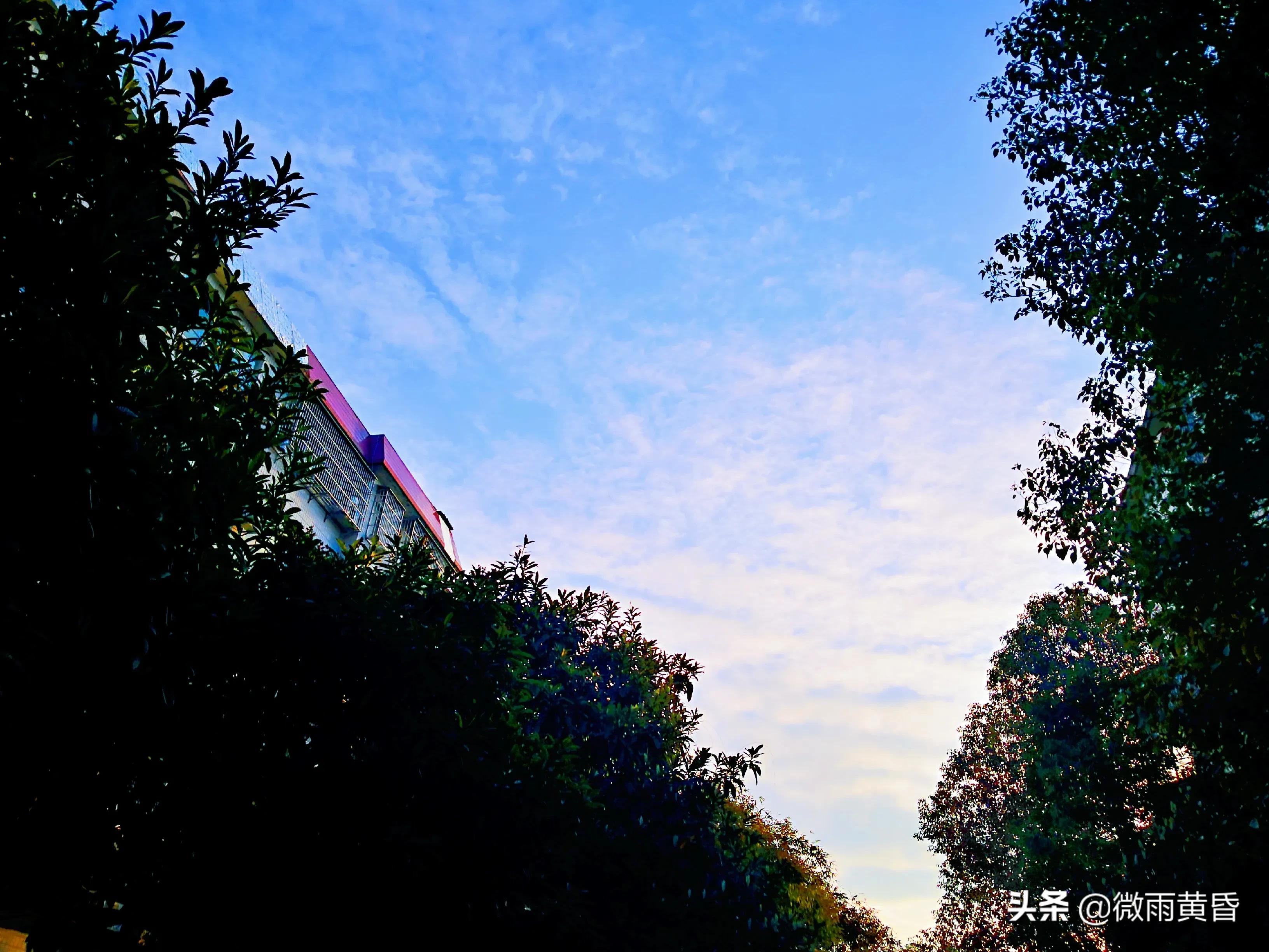 人间有味是清欢：香椿芽