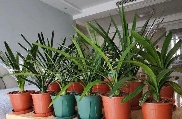 君子兰的养殖方法怎样移栽,君子兰分株移栽的方法