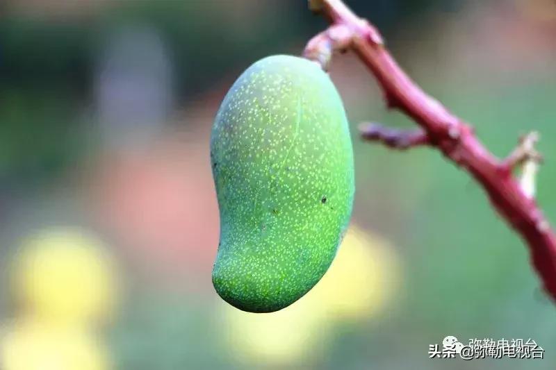 弥勒千亩西瓜熟了!黄心瓜、红心瓜、小香瓜…你喜欢哪种?