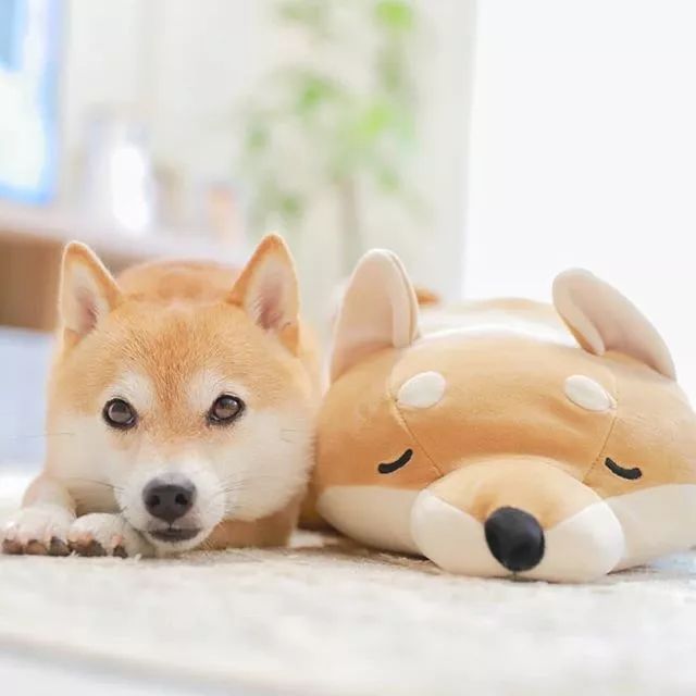 比人还会拍照的狗,简直萌炸朋友圈了