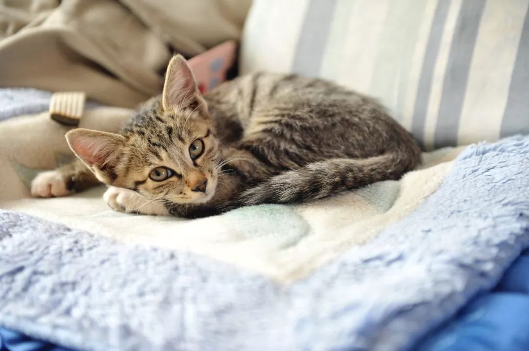 内蒙羊肉与盐池滩羊肉,新疆羊肉和盐池滩羊肉