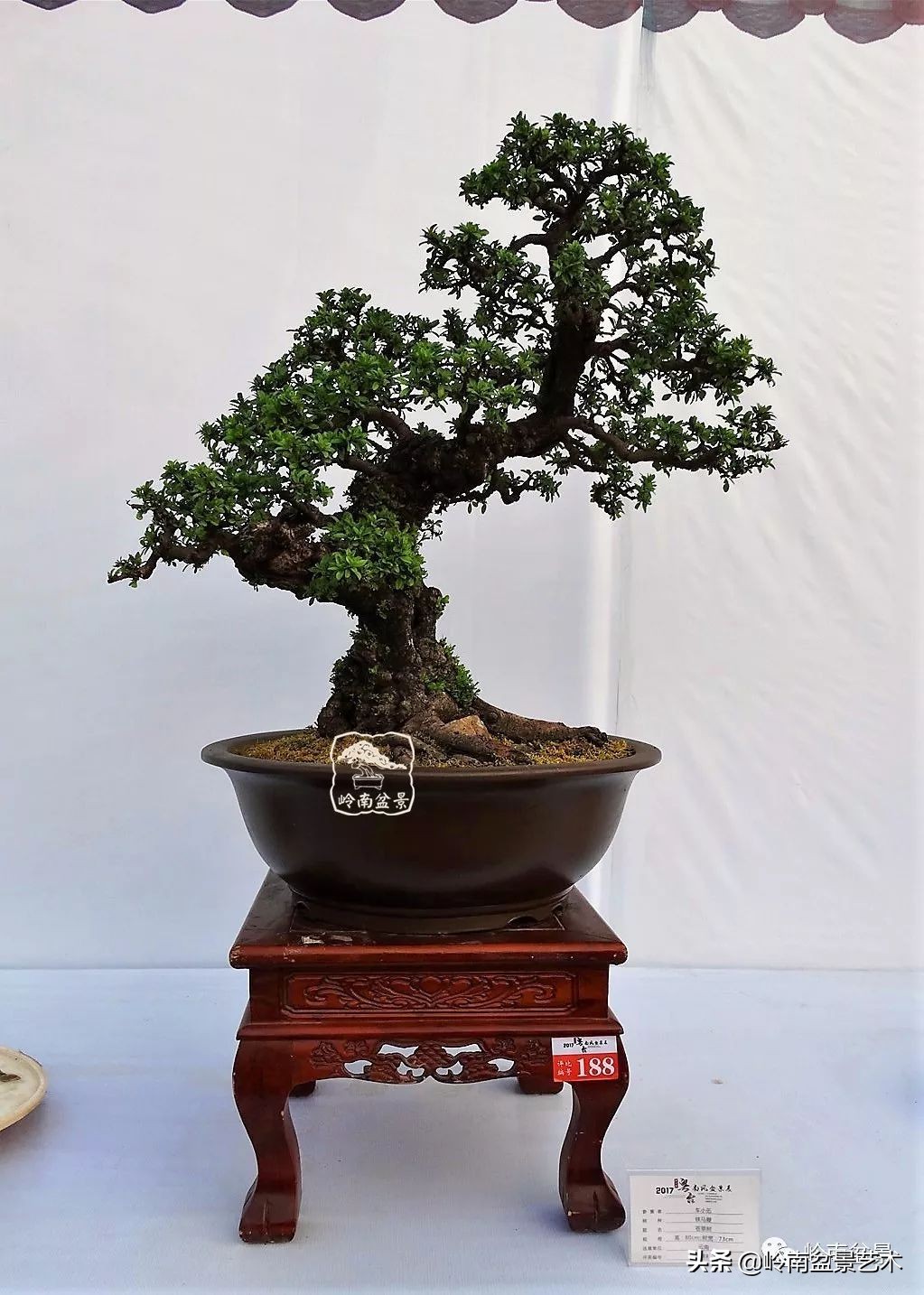 文人杂木盆景精品欣赏,可以做盆景的杂木图片大全