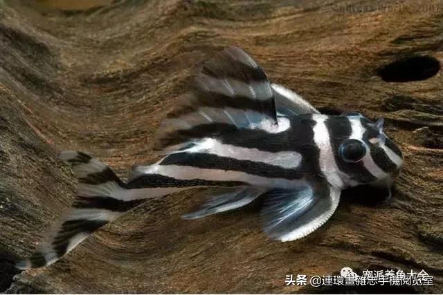 宠物鱼推荐小型的鱼,哪种宠物鱼最可爱