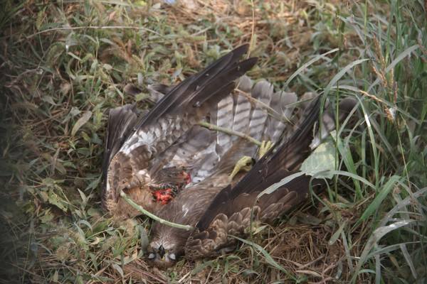 路边发现测速仪,野外发现一只老鹰