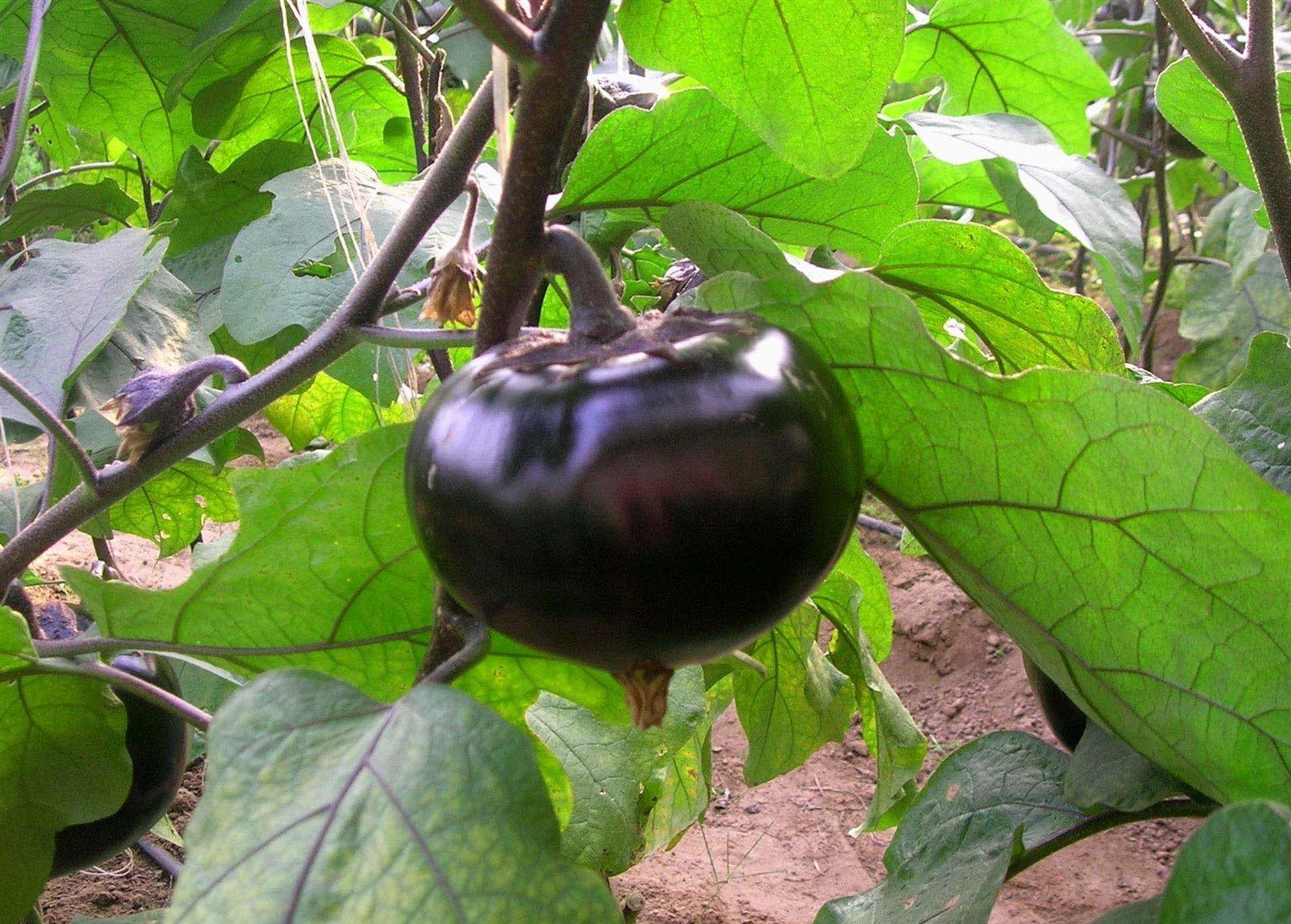 茄子圆茄长茄区别 (长茄好还是圆茄好)