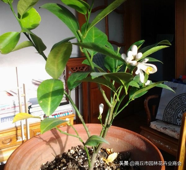 柠檬树开花要不要摘了,柠檬树开花落叶正常吗