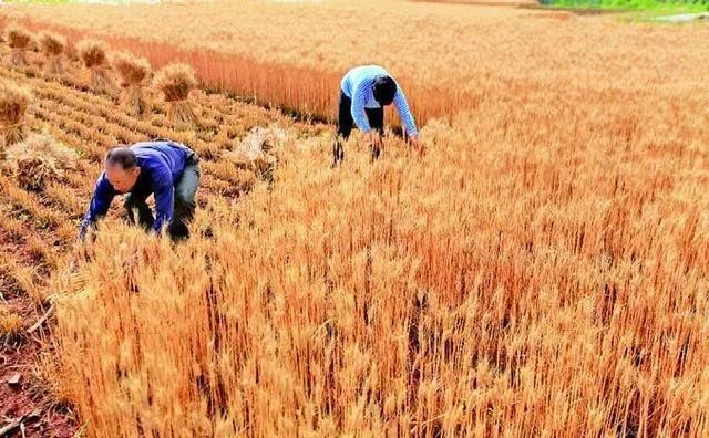 种子怎么保存营养,种子如何存放不会长虫