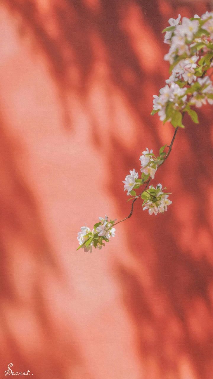 你最舍不得换的壁纸,朋友圈背景图插画