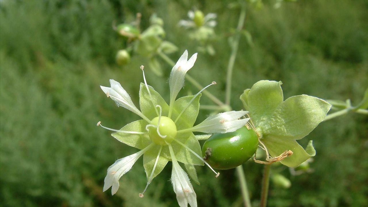 全国最罕见的发现,极其罕见的物种