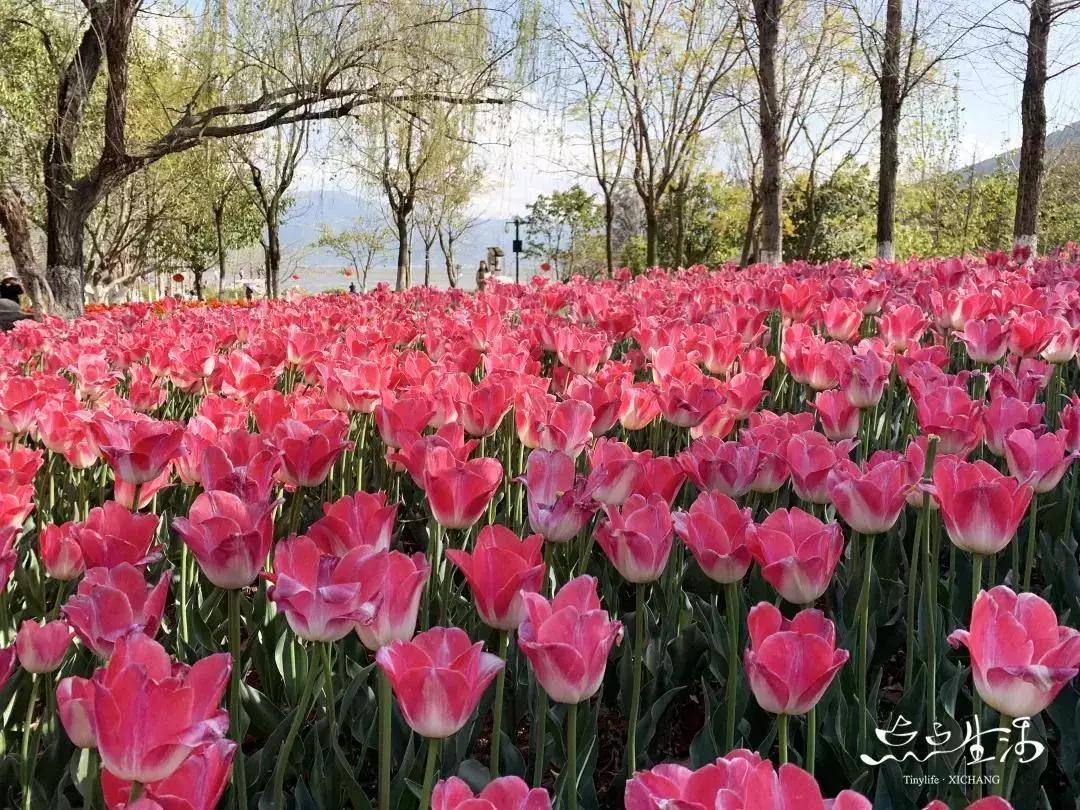 西昌春天一定不能错过的美景,不来黄山你永远不知道有多美